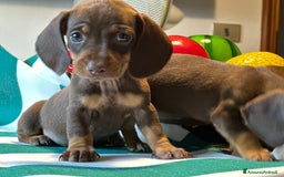 Bassotto cani in vendita: bassotto tedesco presunta taglia caninchen a Provincia di Asti - Immagine 1