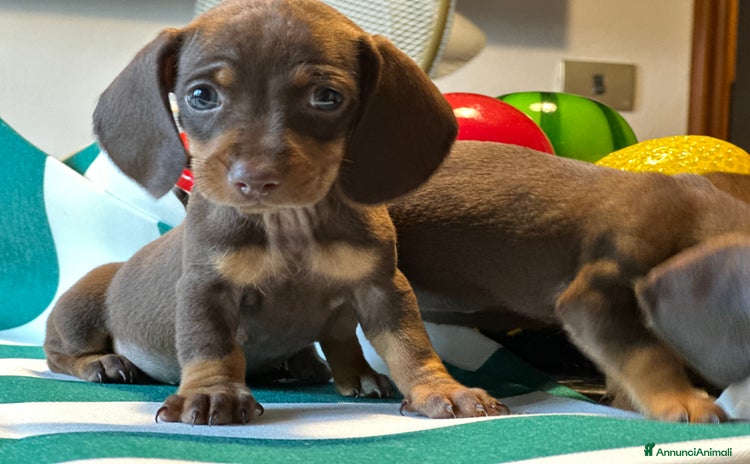 Bassotto cani a Provincia di Asti - Annuncio 8