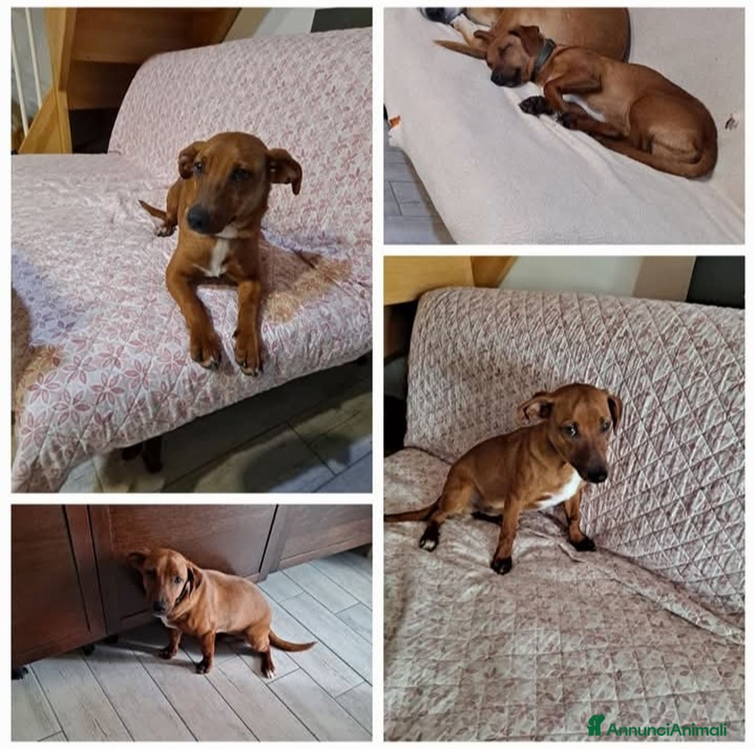 Meticcio cani in regalo: TO BE, cucciolone dolcissimo cerca casa - Annuncio 2