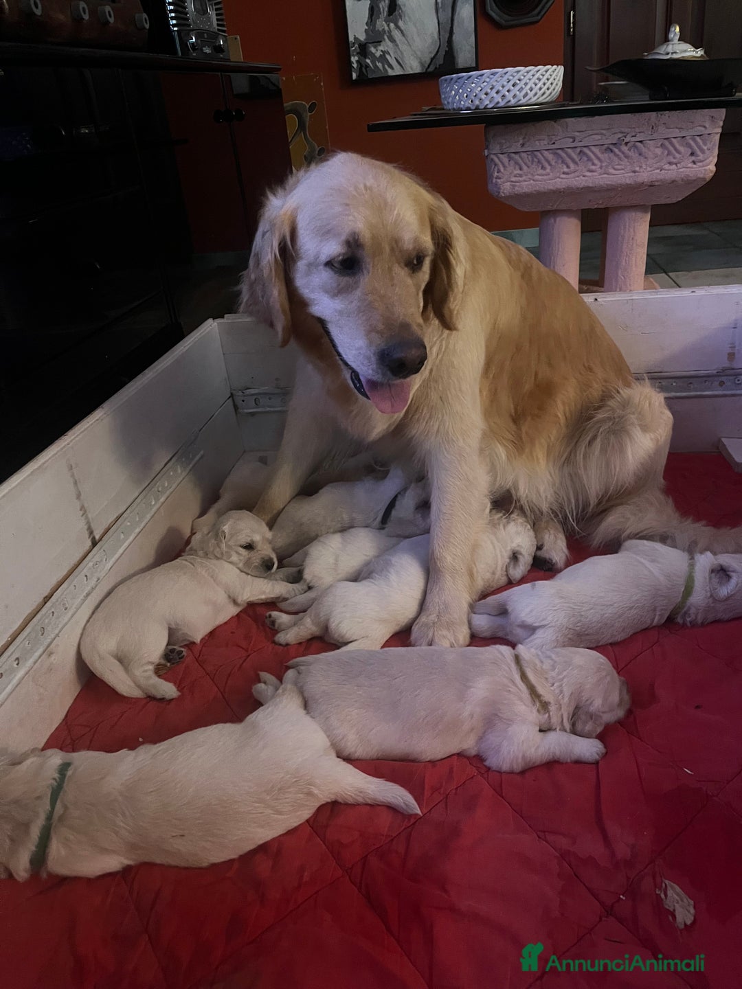 Golden Retriever cani in vendita: Cuccioli di Golden Retriever con pedigree a Provincia di Potenza - Immagine 12