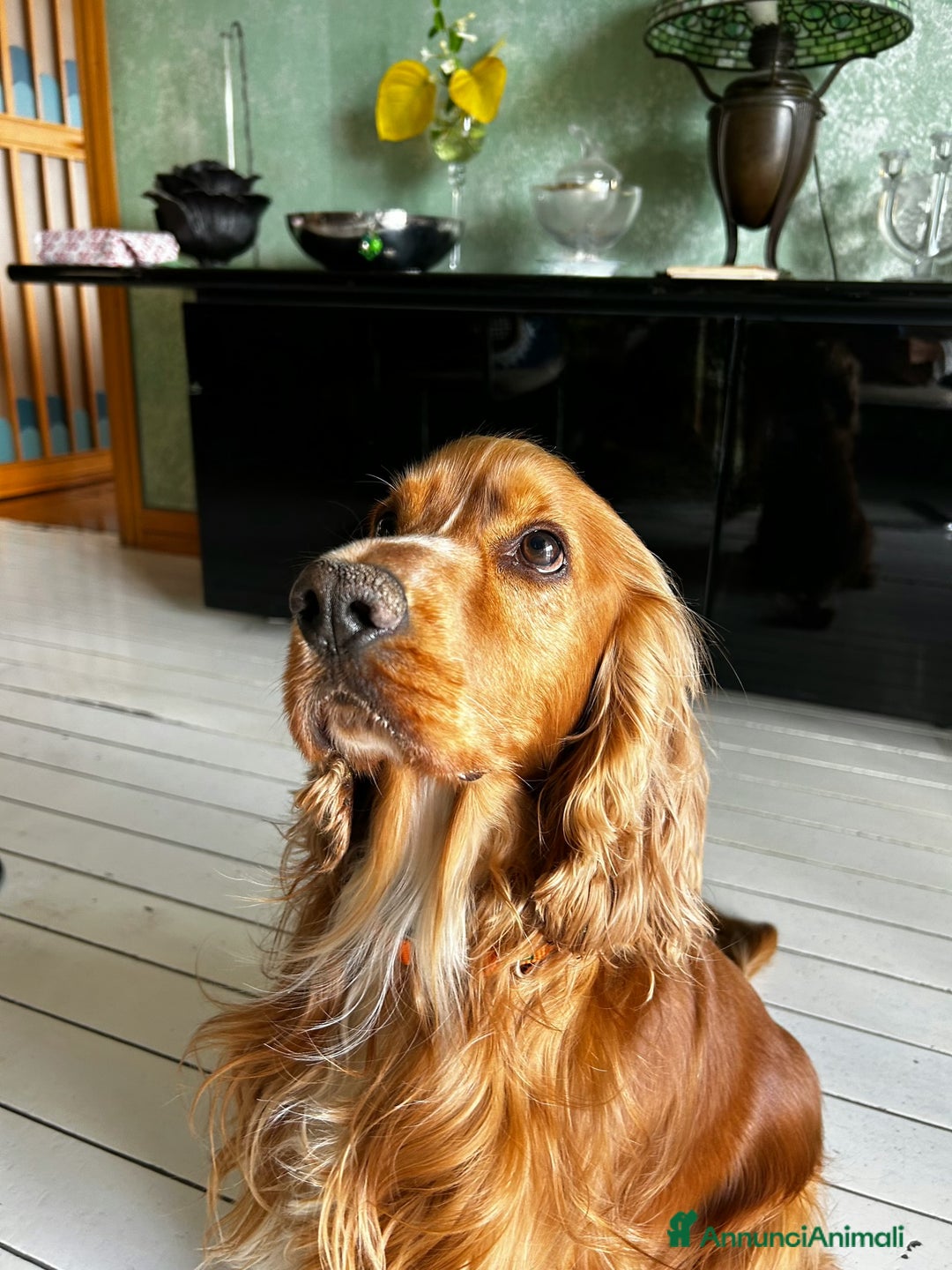 Cocker cani per accoppiamento: Cocker maschio per monta - Annuncio 2