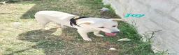 Meticcio cani in regalo: Joy stupendo cucciolo in attesa di una famiglia - Annuncio 2