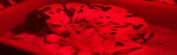 Dalmata cani in vendita: Cuccioli di Dalmata con Pedegree ENCI - Annuncio 2