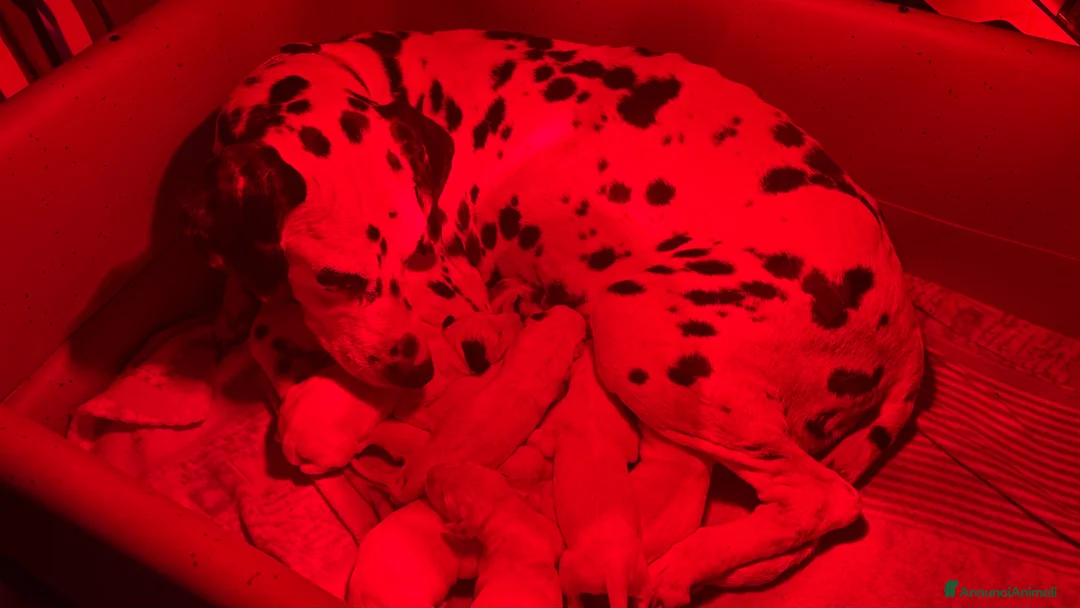 Dalmata cani in vendita: Cuccioli di Dalmata con Pedegree ENCI - Annuncio 2