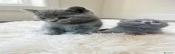 British gatti in vendita: British scottsih  - Annuncio 7
