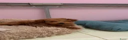 Barboncino Toy cani in vendita: Barboncino toy a Città Metropolitana di Bari - Annuncio 2