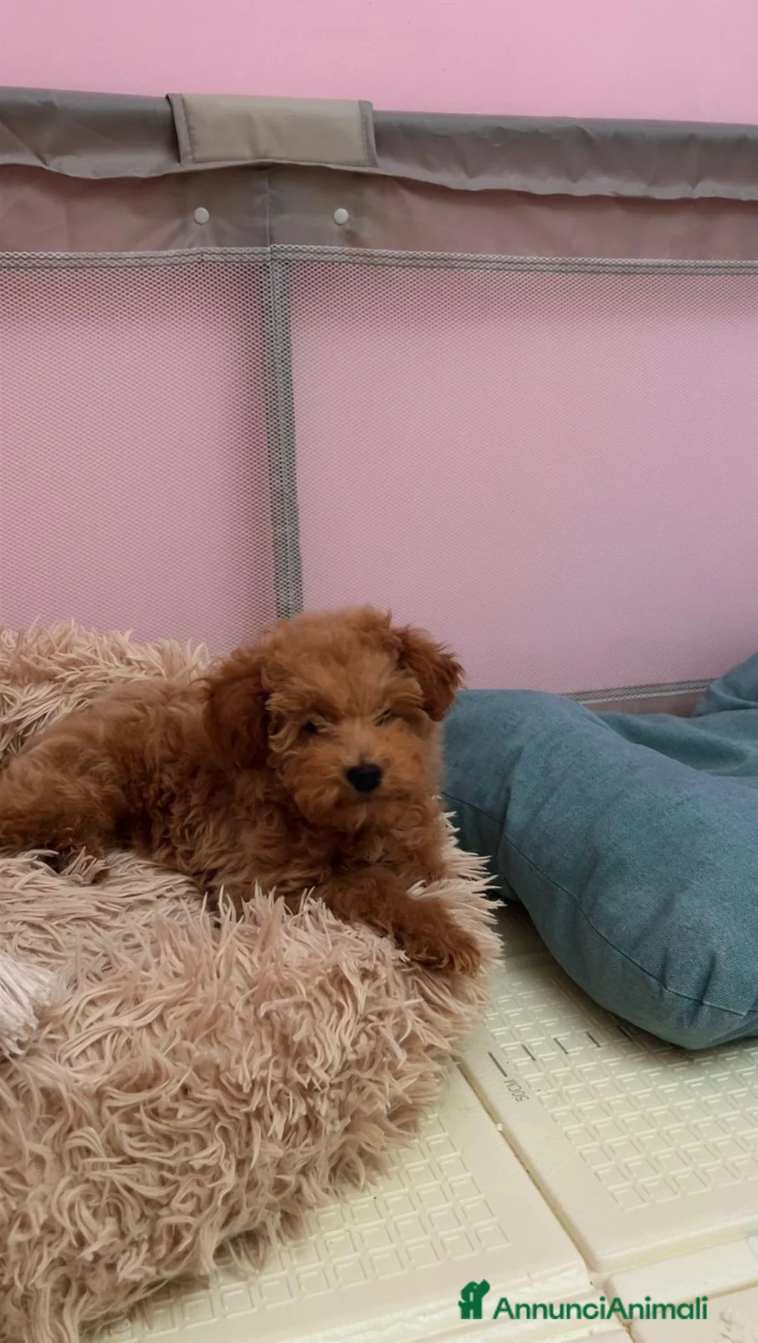 Barboncino Toy cani in vendita: Barboncino toy a Città Metropolitana di Bari - Annuncio 2
