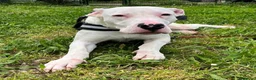 Dogo Argentino cani in regalo: ALBINO DOGO ARGENTINO - Annuncio 5