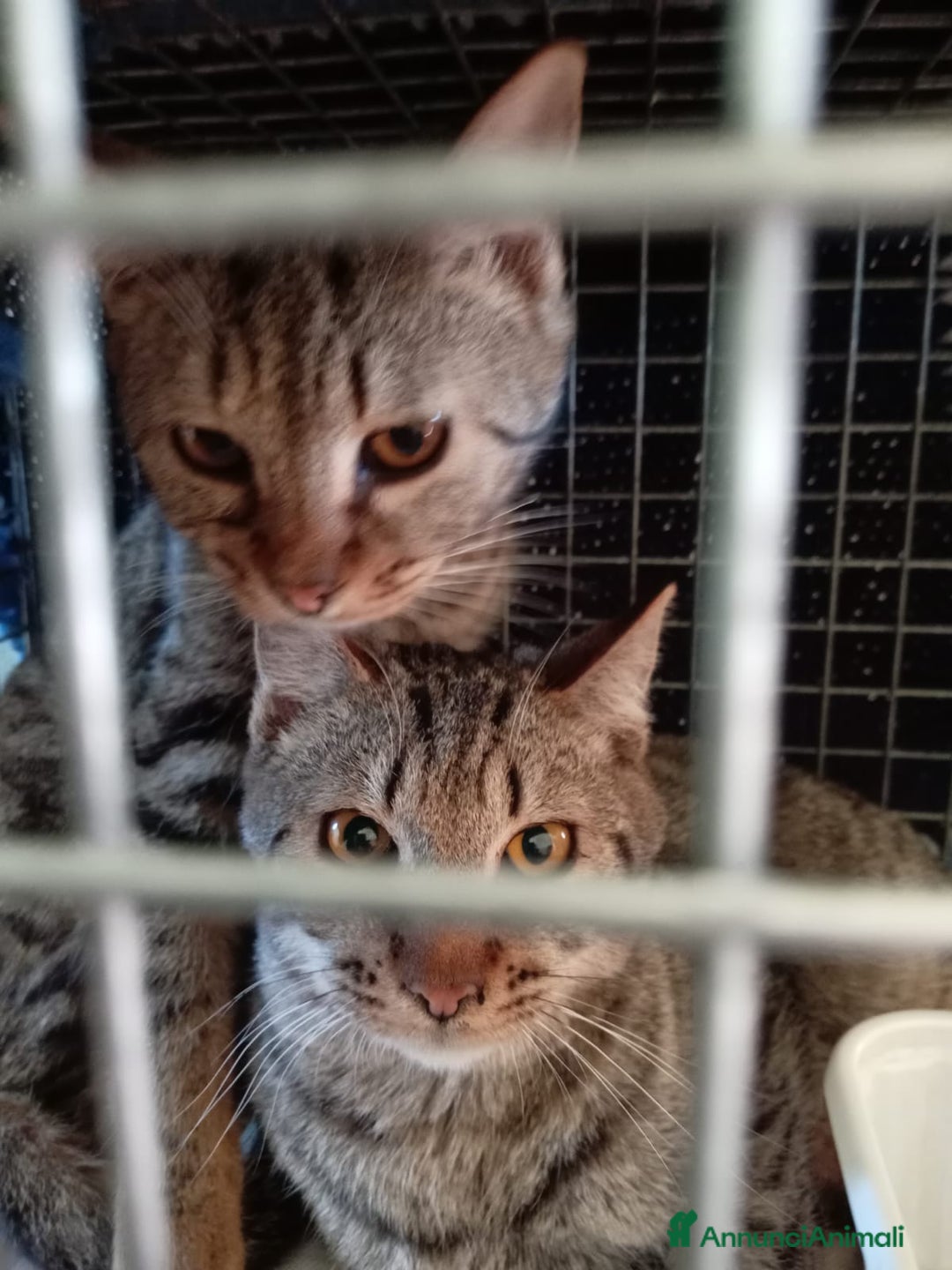 Europeo gatti in regalo: gatte 7 mesi❤️ adozione del cuore - Annuncio 2