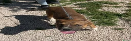 Pitbull cani in regalo: MI ADOTTI? a Città metropolitana di Roma Capitale - Annuncio 6