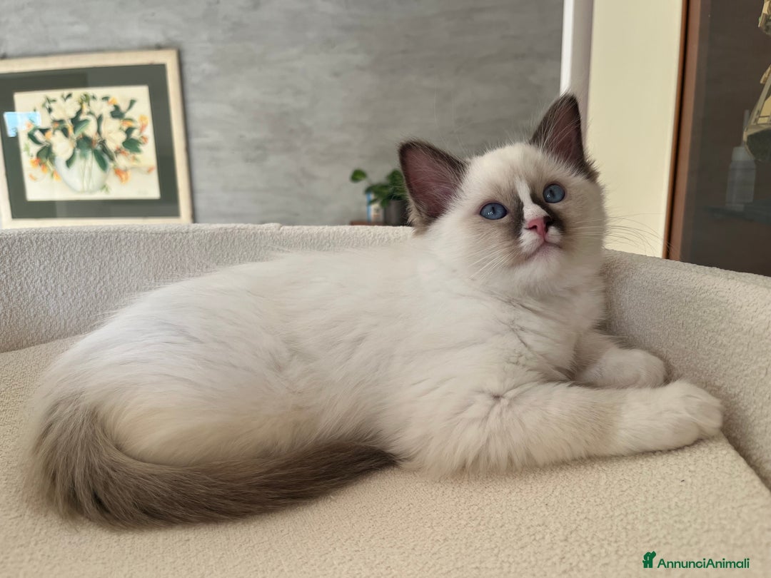 Ragdoll gatti in vendita: Cucciola Ragdoll margot  - Annuncio 4