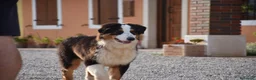 Australian Shepherd cani in vendita: Australian Shepherd pedigree ENCI - Annuncio 28