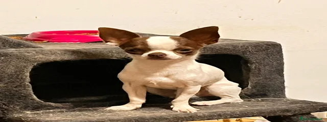Poldo
