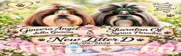 Shih Tzu cani in vendita: Cuccioli di Shih Tzu - Annuncio 13