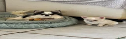 Chihuahua cani in vendita: Chihuahua maschio pelo lungo - Annuncio 5