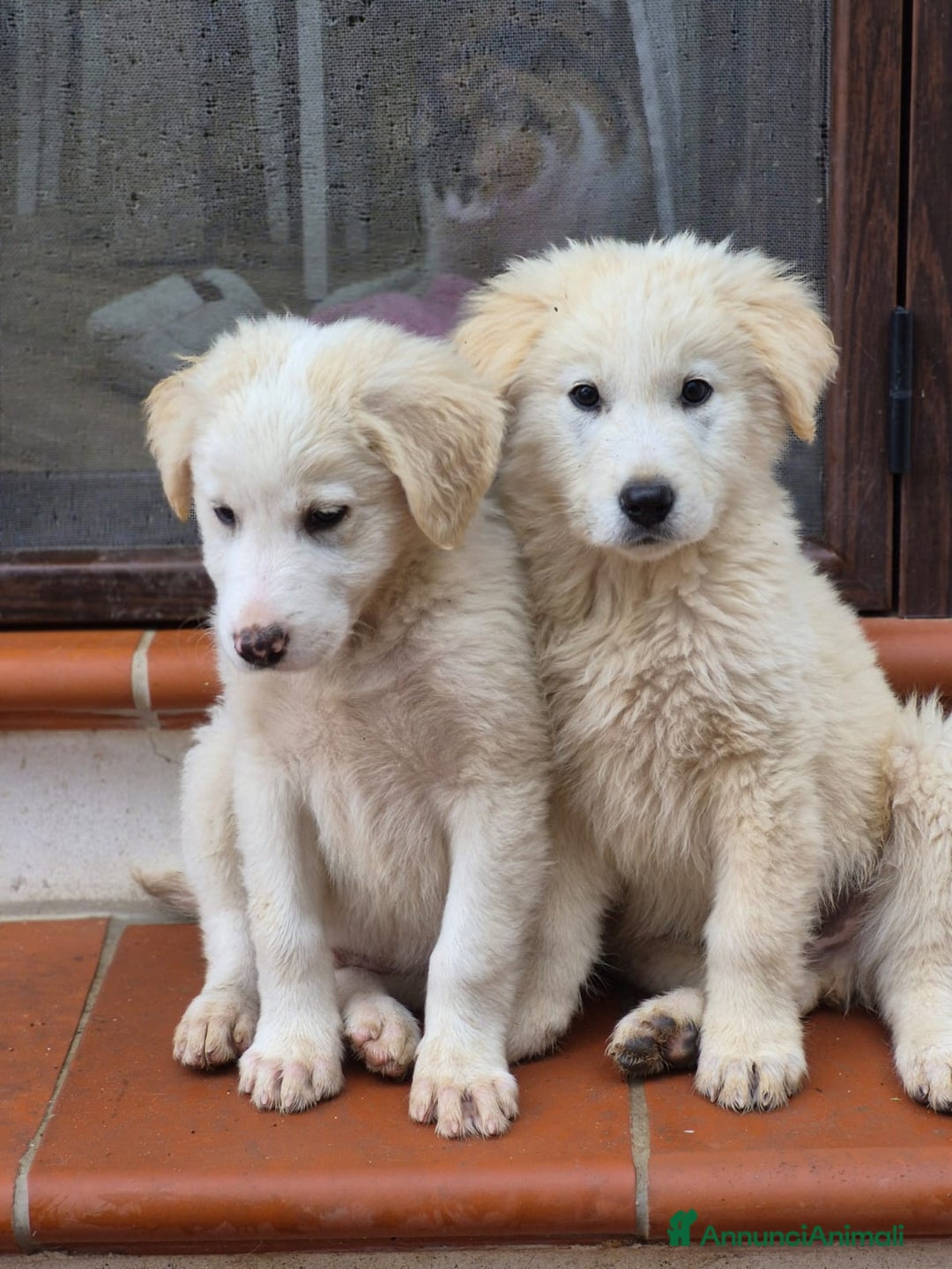 Meticcio cani in regalo: ALBUS e LUCIUS due cuccioloni bianchi e vaporosi, - Annuncio 5
