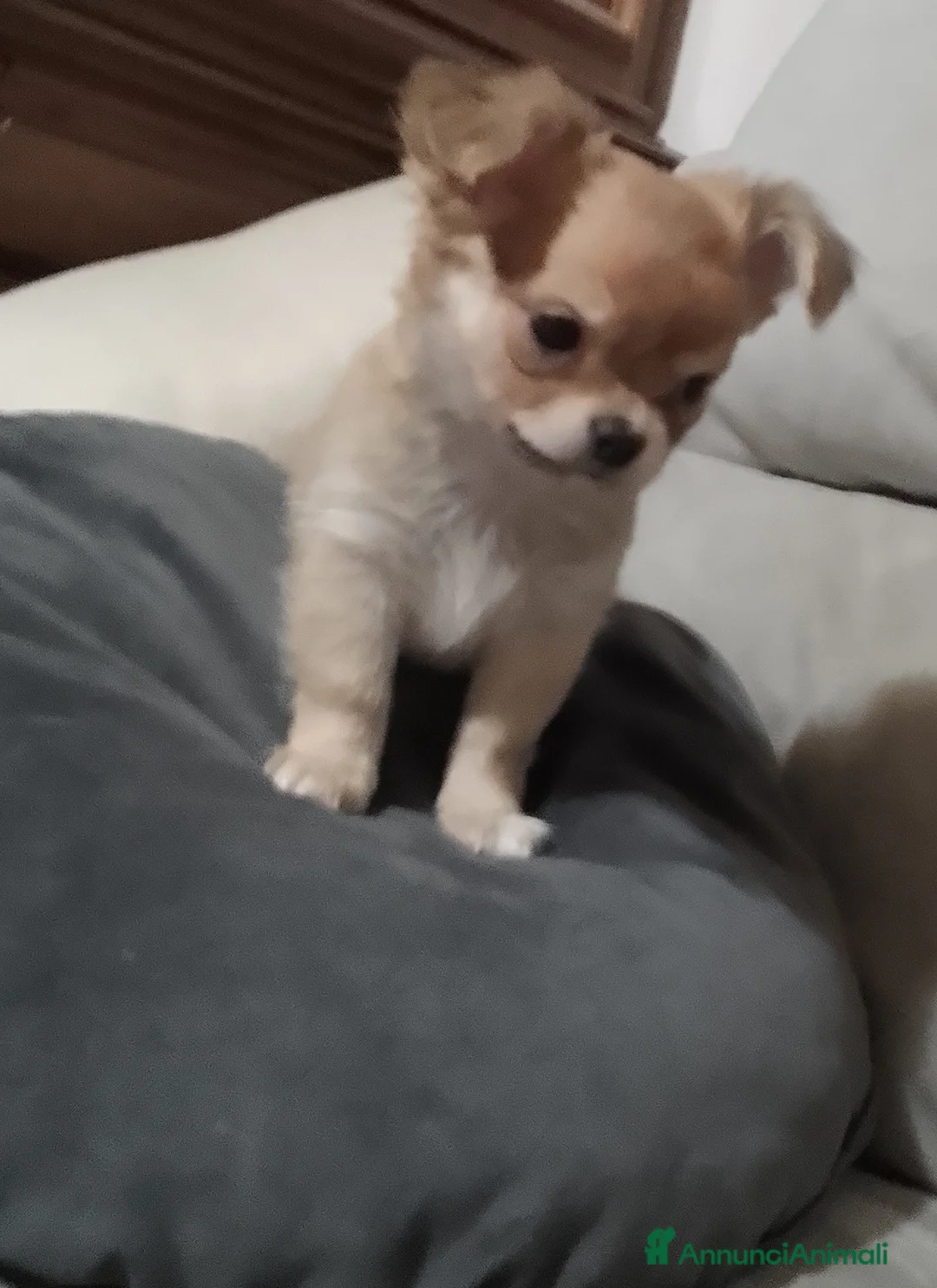 Chihuahua cani in vendita: Cuccioli chihuahua - Annuncio 2