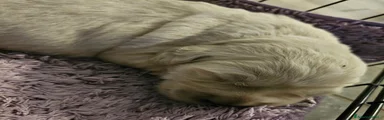 Golden Retriever 4