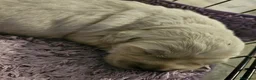 Golden Retriever cani in vendita: Cucciole Golden Retriever  - Annuncio 15
