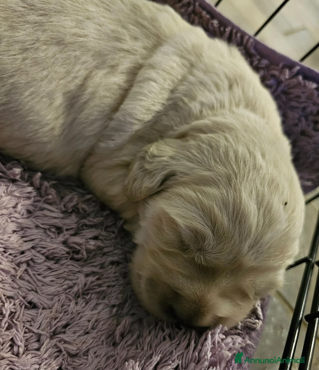 Golden Retriever cani in vendita: Cuccioli Golden Retriever  - Annuncio 35