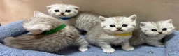 British gatti in vendita: Scottish fold sthrait  - Annuncio 5