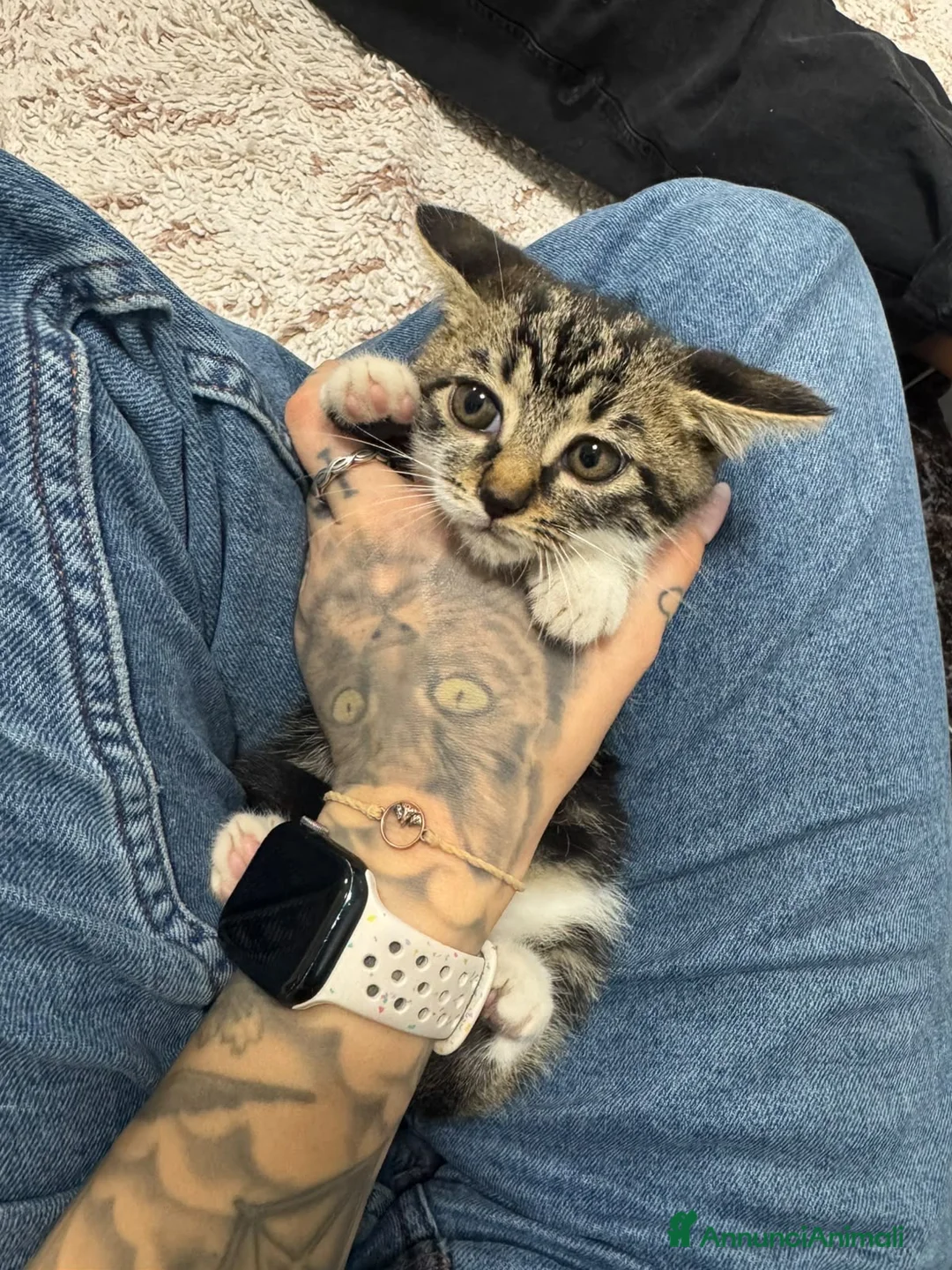 Europeo gatti in regalo: Cuccioli di 2 mesi in adozione a Provincia di Verona - Annuncio 5