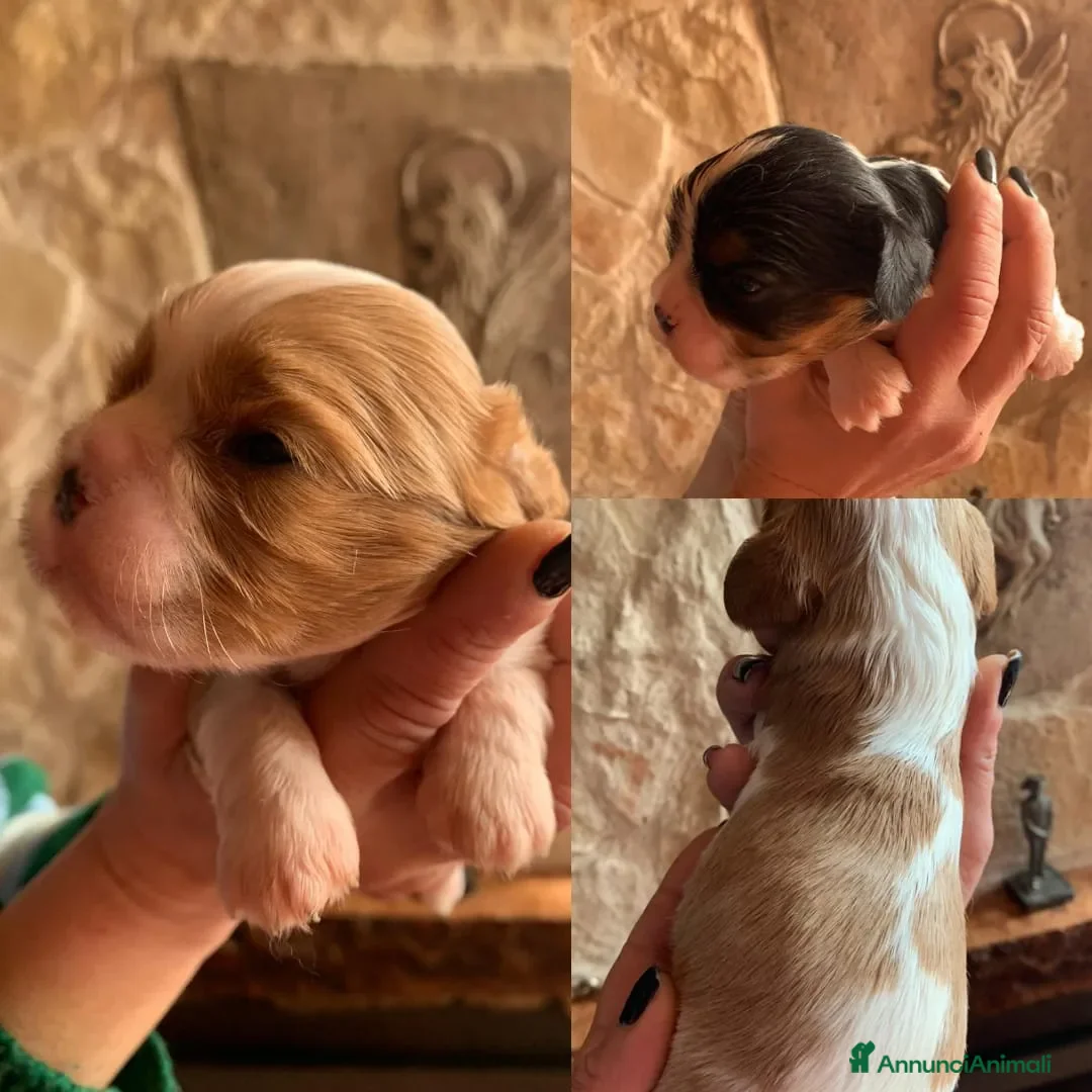 Immagine della galleria {{count}}