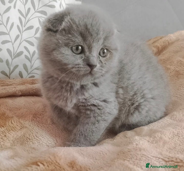 British gatti Scottish fold sthrait  - Annuncio 1