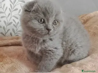 British gatti Scottish fold sthrait - Annuncio 4