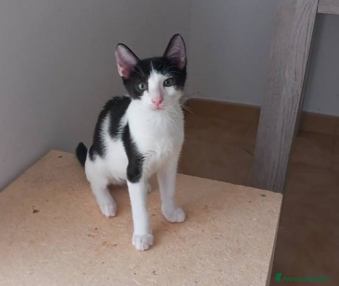Europeo gatti in regalo: LUPIN, tenero gattino in adozione! - Annuncio 2