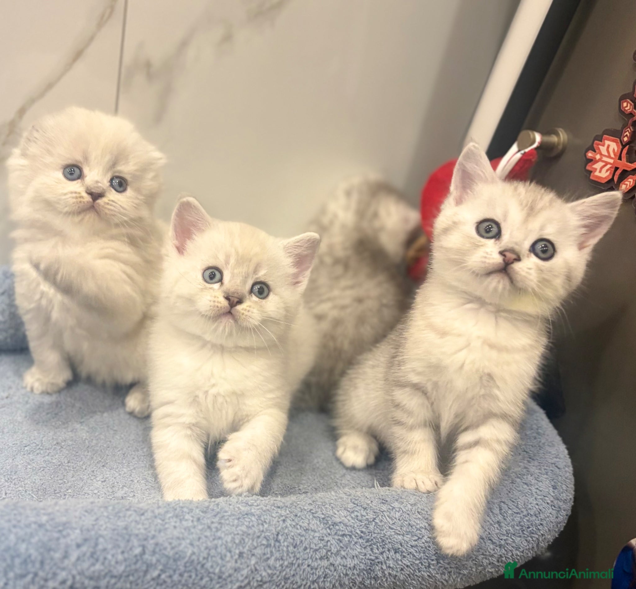 British gatti Scottish fold sthrait  - Annuncio 3