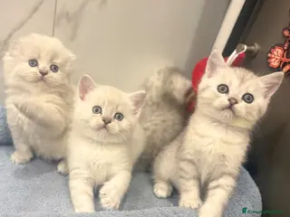 British gatti Scottish fold sthrait - Annuncio 3