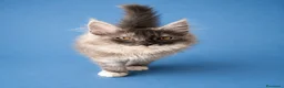 Maine Coon gatti in vendita: MAINE COON CUCCIOLI - Annuncio 4