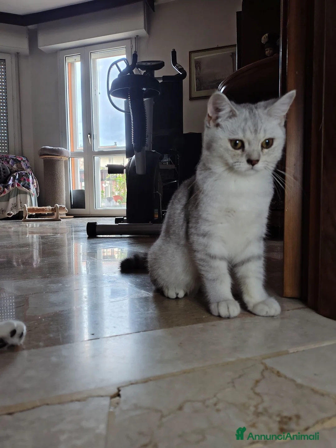 British gatti in vendita: 2 maschietti Silver Tabby  - Annuncio 7