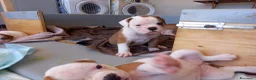 Bulldog cani in vendita: Cucciolo American bulldog  - Annuncio 10