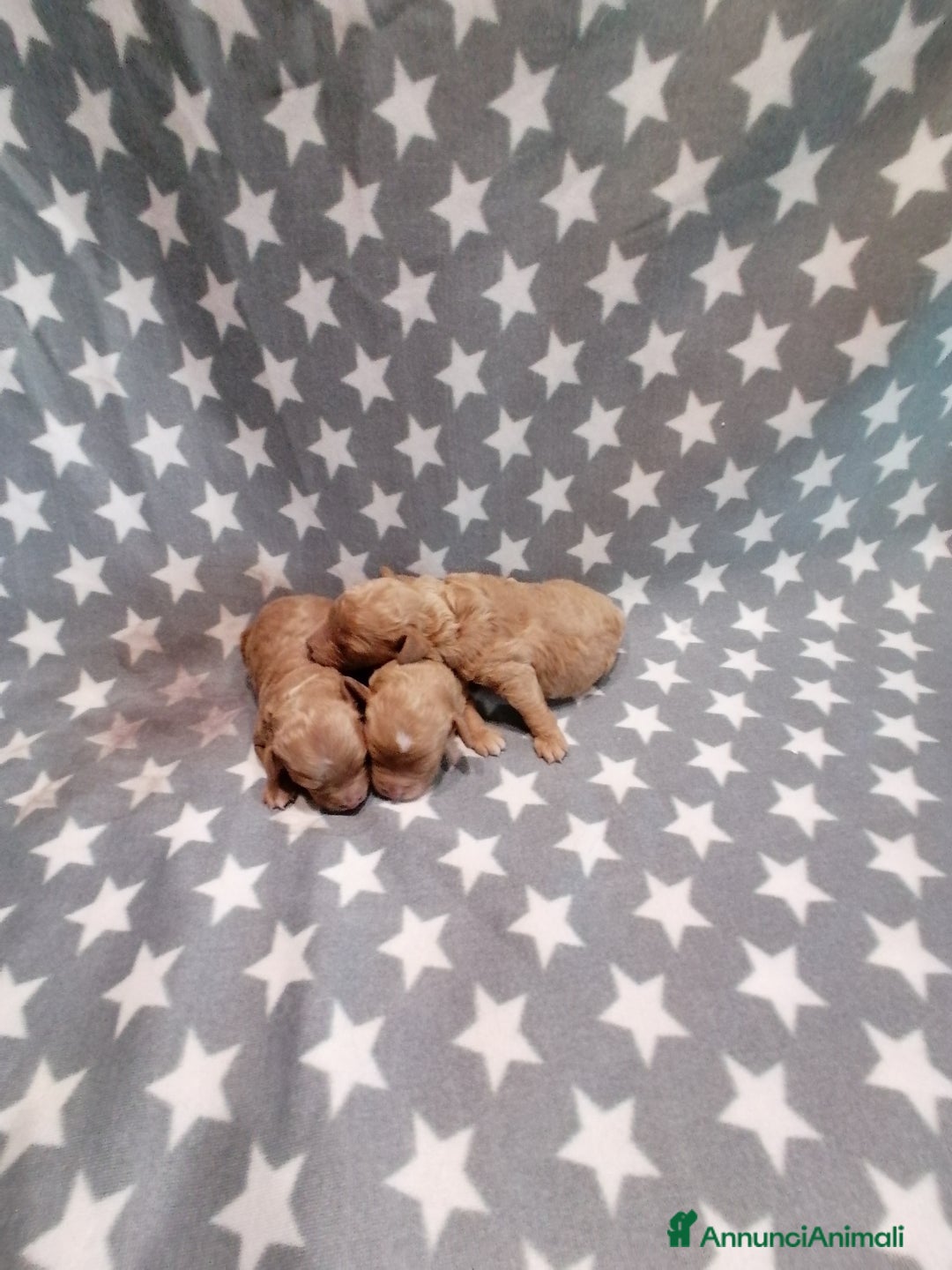 Barboncino Toy cani in vendita: Barboncini Toy cuccioli - Annuncio 6