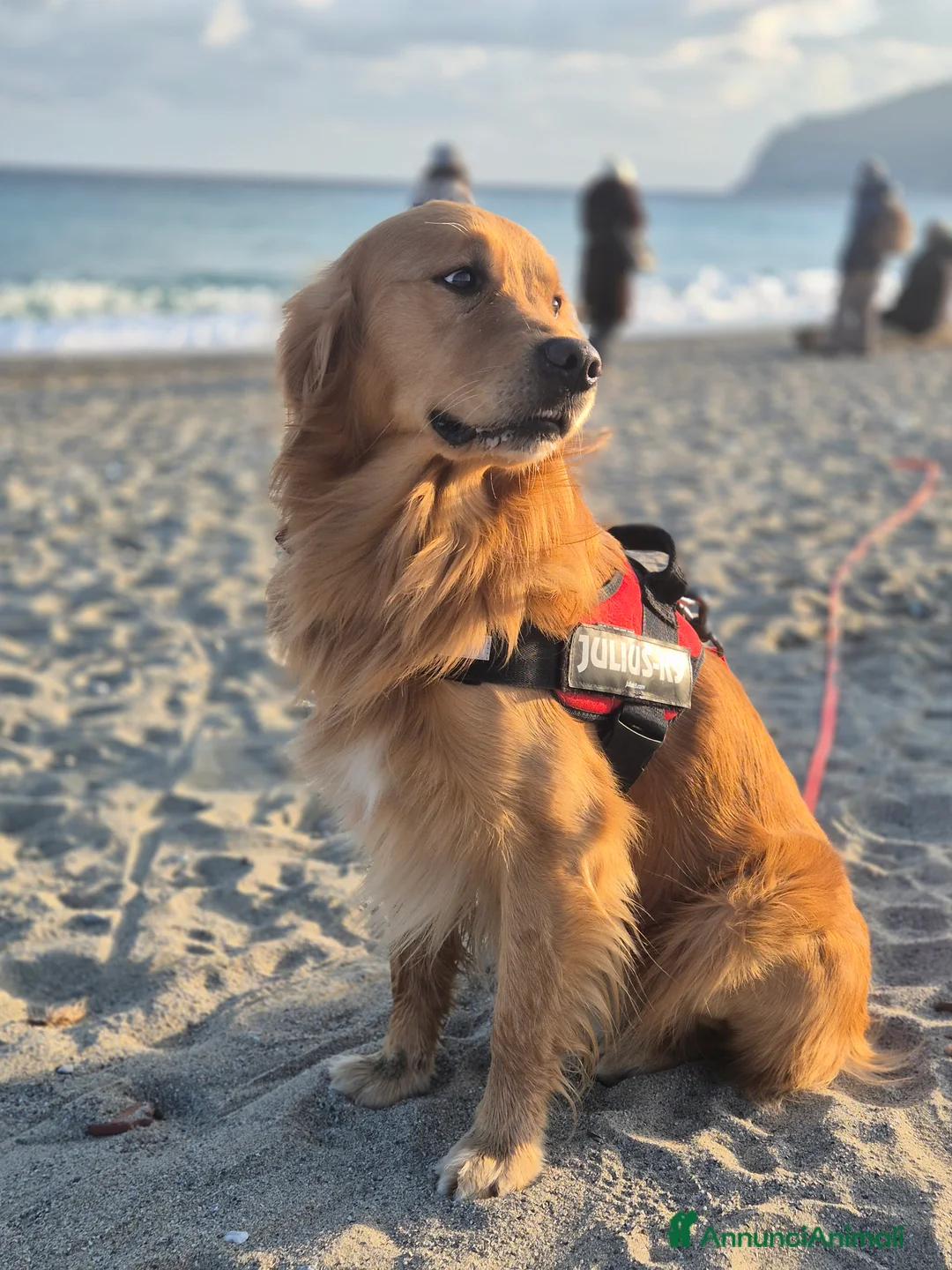 Golden Retriever cani per accoppiamento: Aron cerca fidanzatina - Annuncio 5