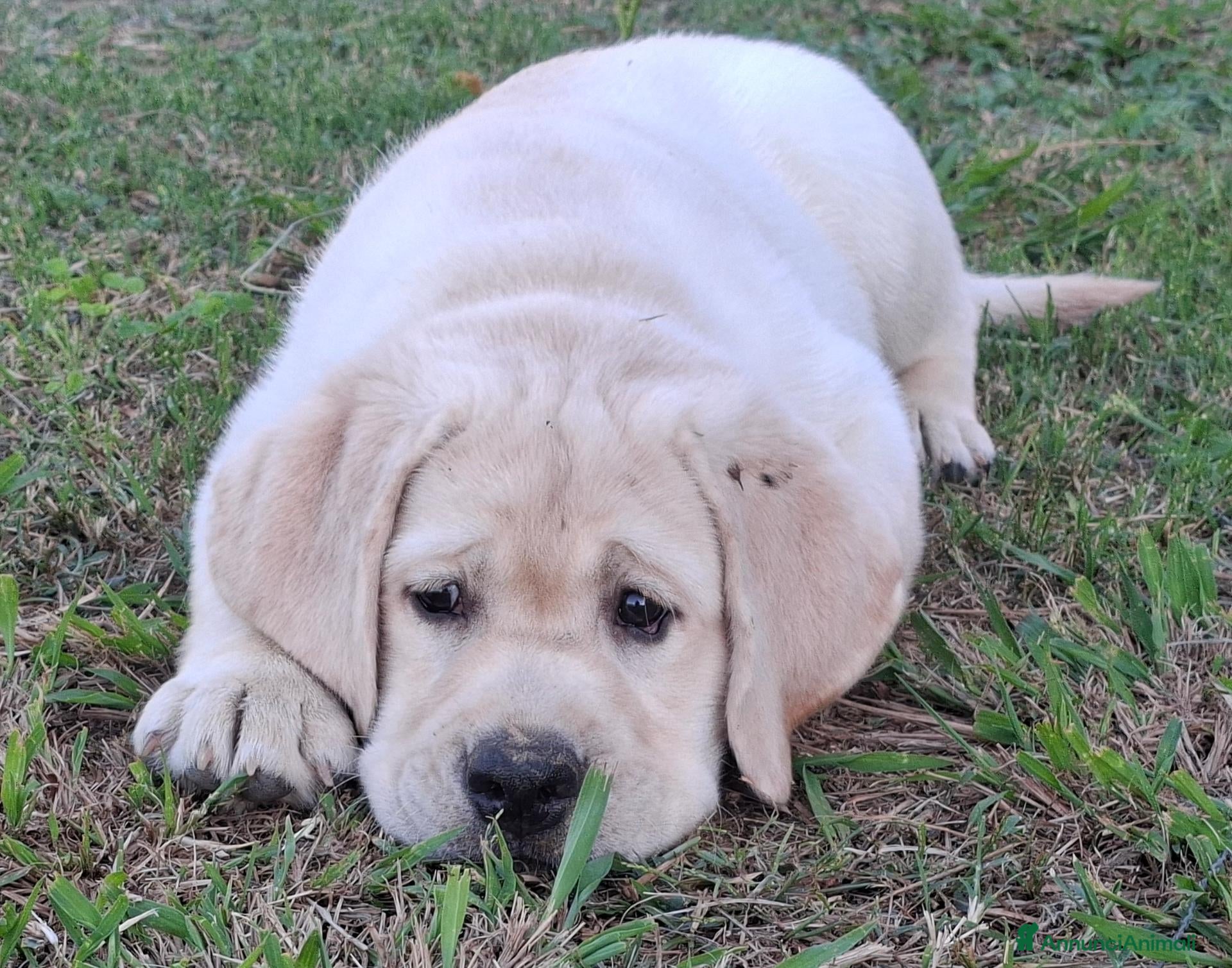 Labrador cani Labrador cuccioli - Annuncio 20