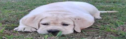 Labrador cani in vendita: Labrador cuccioli - Annuncio 4