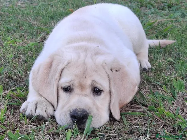 Labrador cani Labrador cuccioli - Annuncio 1