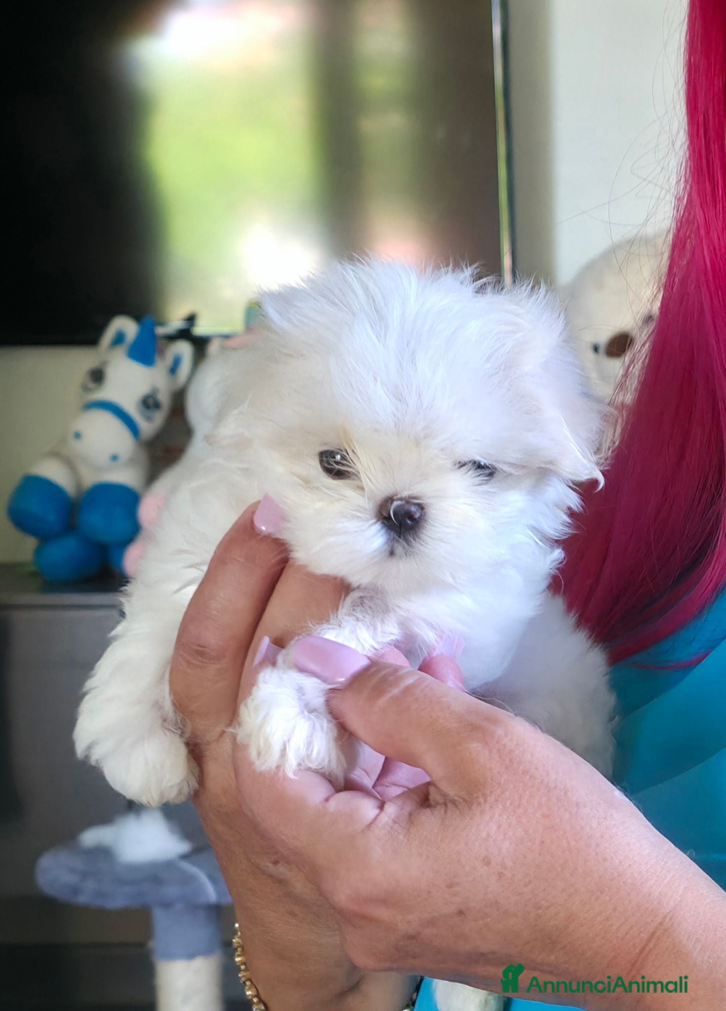 Maltese cani Maltesi  - Annuncio 21