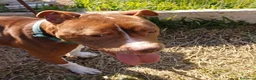 Pitbull cani in regalo: DALILA gentile e socievole - Annuncio 8