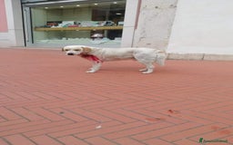 Labrador cani in regalo: OSVALDO  a Provincia di Avellino - Immagine 4