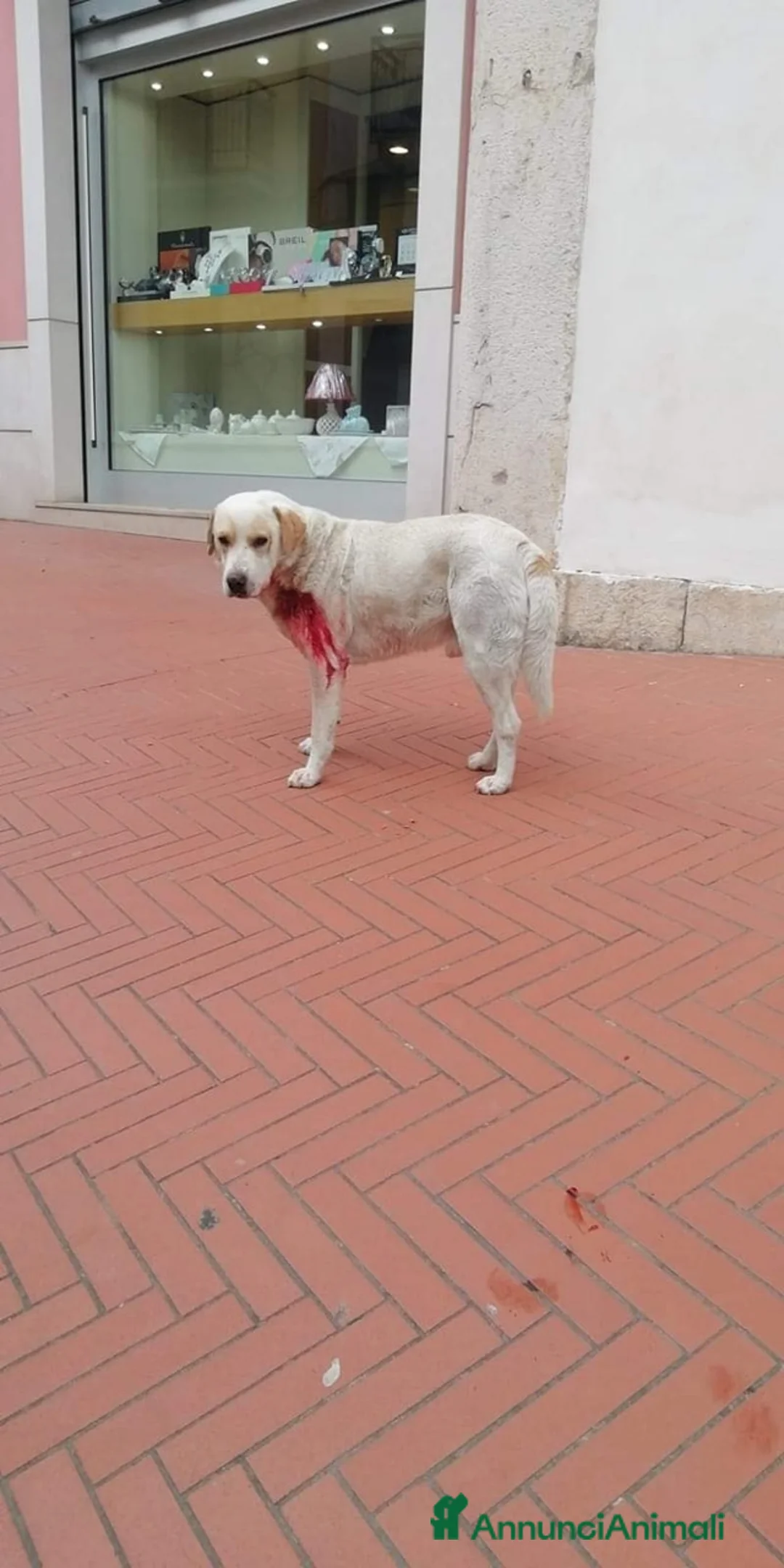 Labrador cani in regalo: OSVALDO  a Provincia di Avellino - Annuncio 4