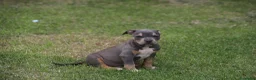 Pitbull cani in vendita: Cuccioli Pit Bull pronta consegna  - Annuncio 32