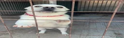 Meticcio cani in regalo: Fischietto - Annuncio 3