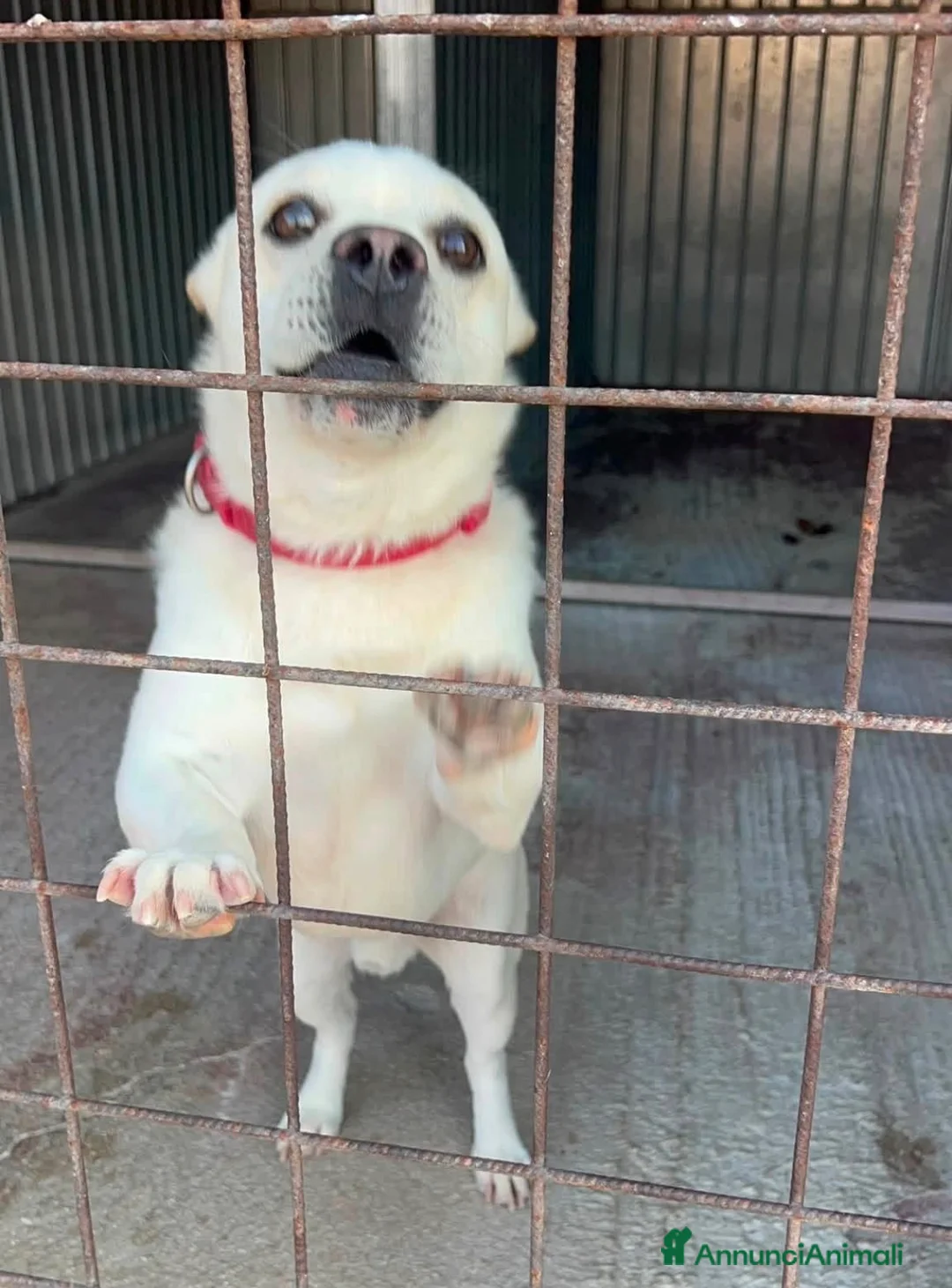 Meticcio cani in regalo: Fischietto - Annuncio 3