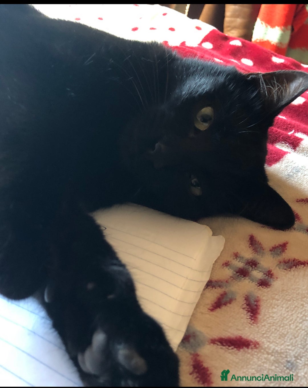 Europeo gatti in regalo: Gattino + mamma sterilizzata  - Annuncio 2