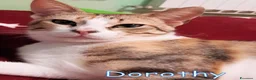 Europeo gatti in regalo: DOROTHY DOLCISSIMA GATTINA - Annuncio 2