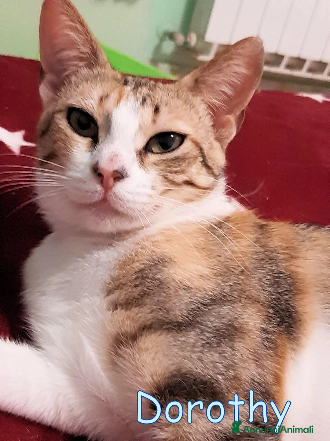 Europeo gatti in regalo: DOROTHY DOLCISSIMA GATTINA - Annuncio 2